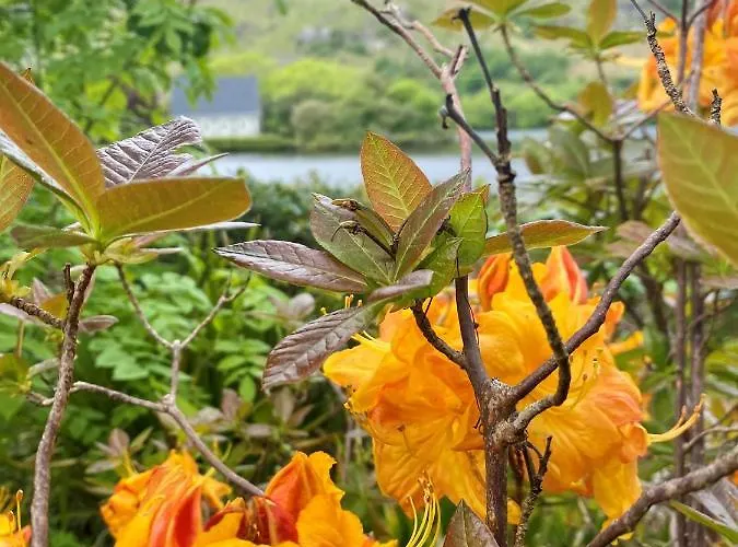 酒店 古迦巴拉酒店 3*