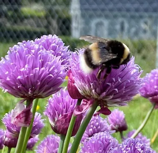 古迦巴拉酒店 酒店 Ballingeary